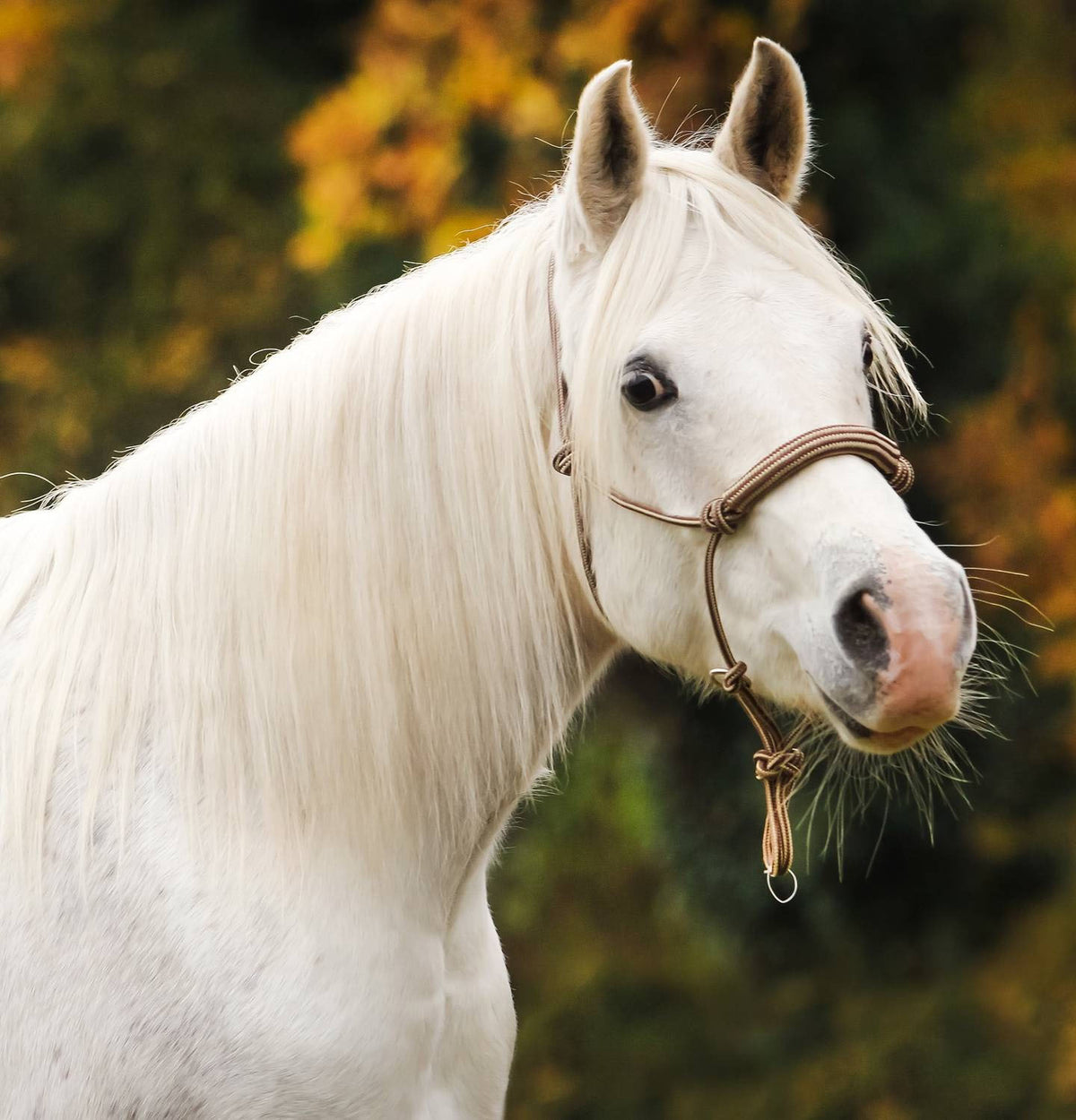 רצועת חצר BeGentle