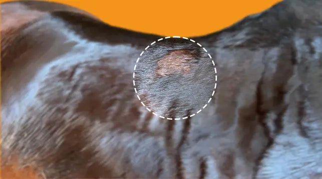 מה הקשר בין דפוסי זיעה של הסוס להתאמת אוכף לסוס